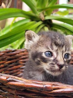 Harimeow🐾 - Domestic Short Hair Cat