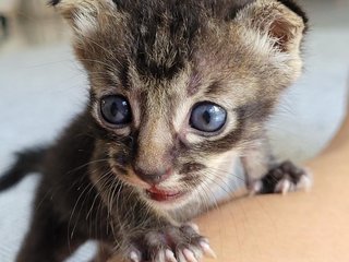 Harimeow🐾 - Domestic Short Hair Cat