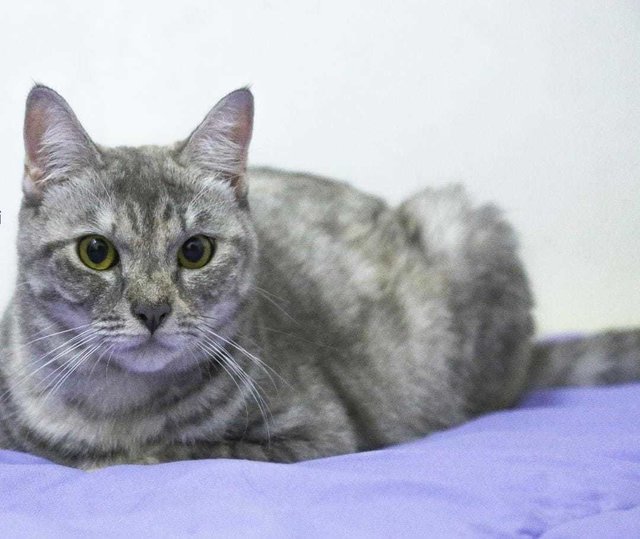 Grey - Domestic Short Hair Cat