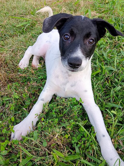 Snoopy  - Mixed Breed Dog