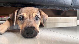 Brownie - Mixed Breed Dog