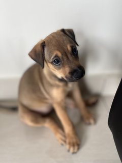 Brownie - Mixed Breed Dog