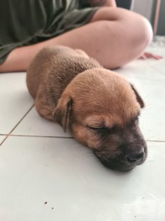 Free Puppies - Mixed Breed Dog