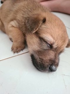 Free Puppies - Mixed Breed Dog