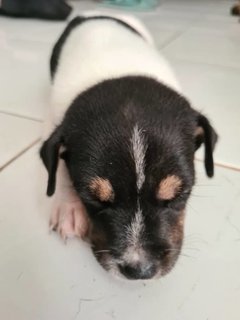 Free Puppies - Mixed Breed Dog