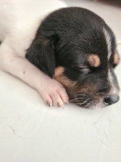 Free Puppies - Mixed Breed Dog