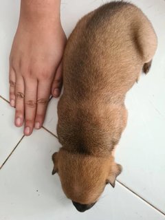 Free Puppies - Mixed Breed Dog