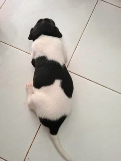 Free Puppies - Mixed Breed Dog