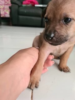 Free Puppies - Mixed Breed Dog