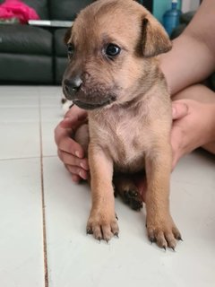 Free Puppies - Mixed Breed Dog