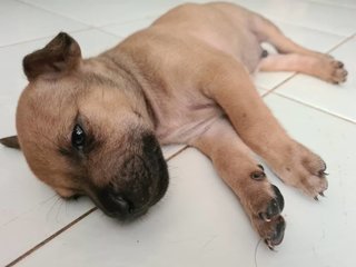 Free Puppies - Mixed Breed Dog