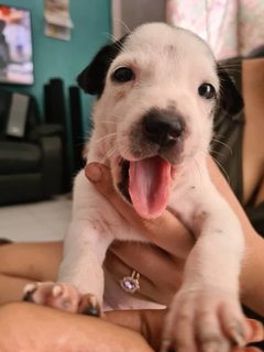 Free Puppies - Mixed Breed Dog