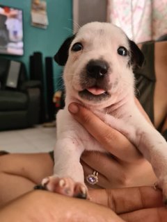 Free Puppies - Mixed Breed Dog