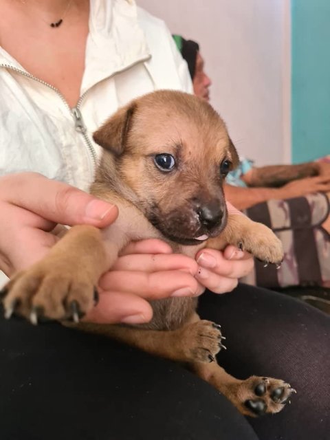 Free Puppies - Mixed Breed Dog