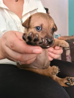 Free Puppies - Mixed Breed Dog