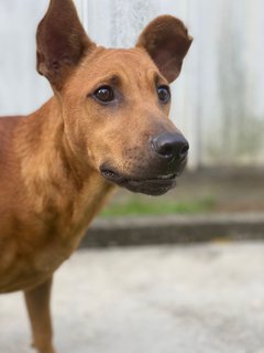 Apple - Mixed Breed Dog