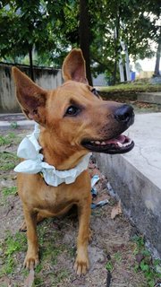 Apple - Mixed Breed Dog