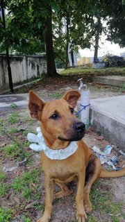 Apple - Mixed Breed Dog