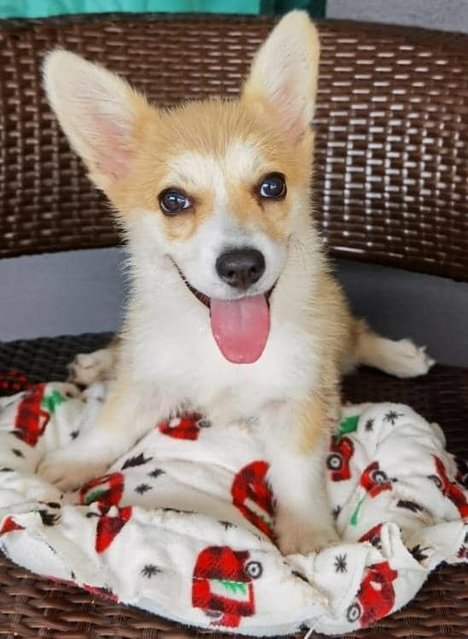 Coco - Welsh Corgi Dog