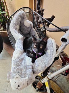 She loves sleeping in the basket