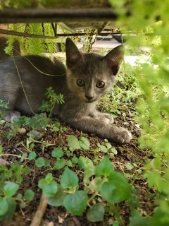 Neo - Domestic Short Hair Cat