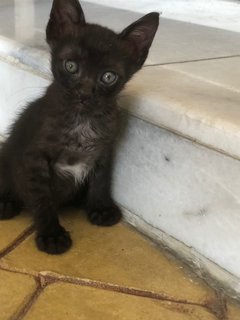 No Name - Domestic Short Hair Cat