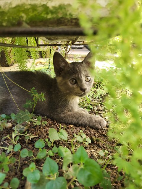 Eris - Domestic Short Hair Cat