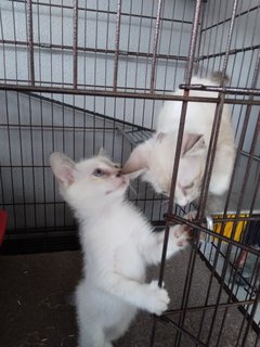 Twins - Siamese Mix - Domestic Medium Hair Cat