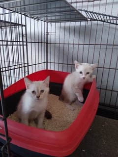 Twins - Siamese Mix - Domestic Medium Hair Cat