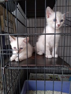 Twins - Siamese Mix - Domestic Medium Hair Cat