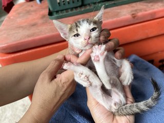 Kittens - Domestic Medium Hair Cat