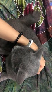 Bubu - Domestic Short Hair + Korat Cat