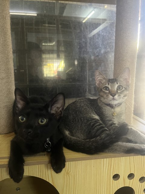 Gray &amp; Phantom - Domestic Short Hair Cat