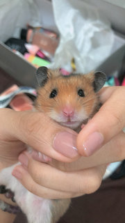 Miko - Syrian / Golden Hamster Hamster