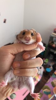 Miko - Syrian / Golden Hamster Hamster