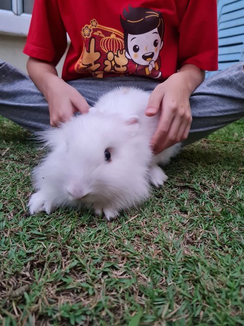 Latte - Jersey Wooly + Bunny Rabbit Rabbit