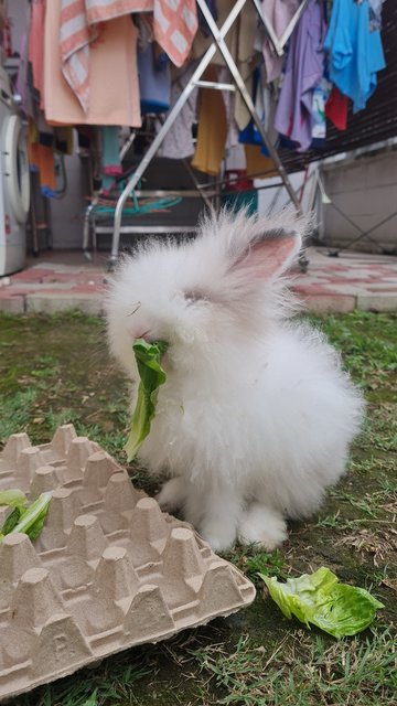 Panda - Jersey Wooly Rabbit