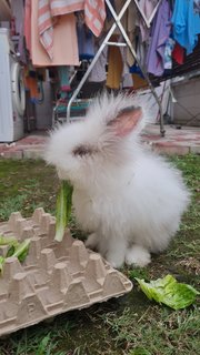 Panda - Jersey Wooly Rabbit