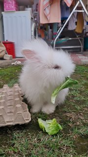 Panda - Jersey Wooly Rabbit