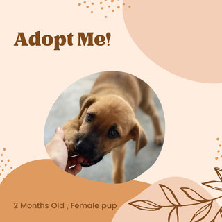 1 Female Pup To Adopt - Mixed Breed Dog