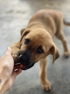 1 Female Pup To Adopt - Mixed Breed Dog