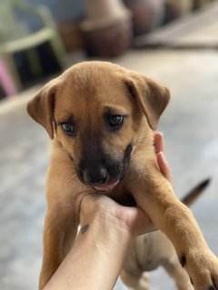 1 Female Pup To Adopt - Mixed Breed Dog