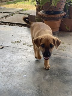 1 Female Pup To Adopt - Mixed Breed Dog