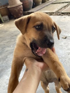 1 Female Pup To Adopt - Mixed Breed Dog