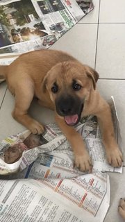 Cute Puppies - Mixed Breed Dog