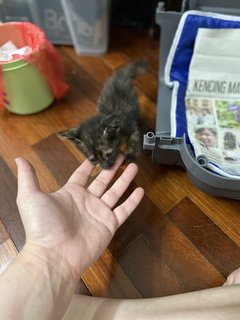 Lapis - Domestic Short Hair + Tortoiseshell Cat