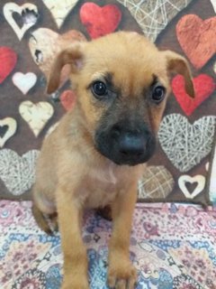 Orange  - Mixed Breed Dog