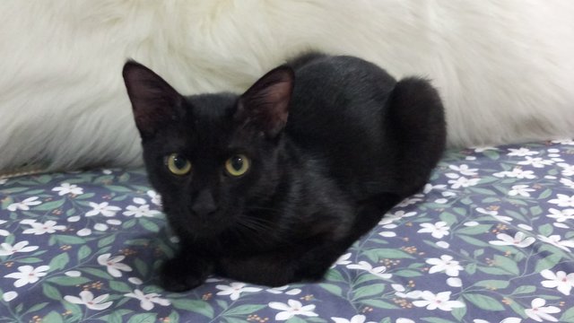 Max - Domestic Short Hair + Bombay Cat