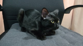 Max - Domestic Short Hair + Bombay Cat