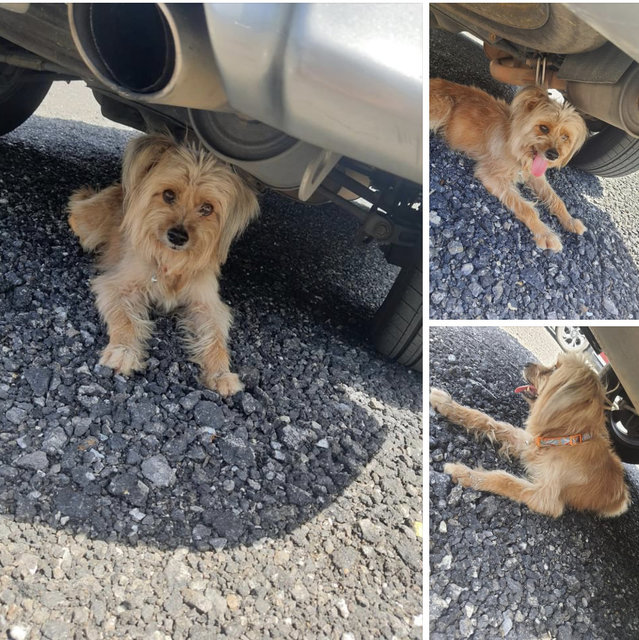 Yorkshire Terrier Found Dog  - Terrier Dog